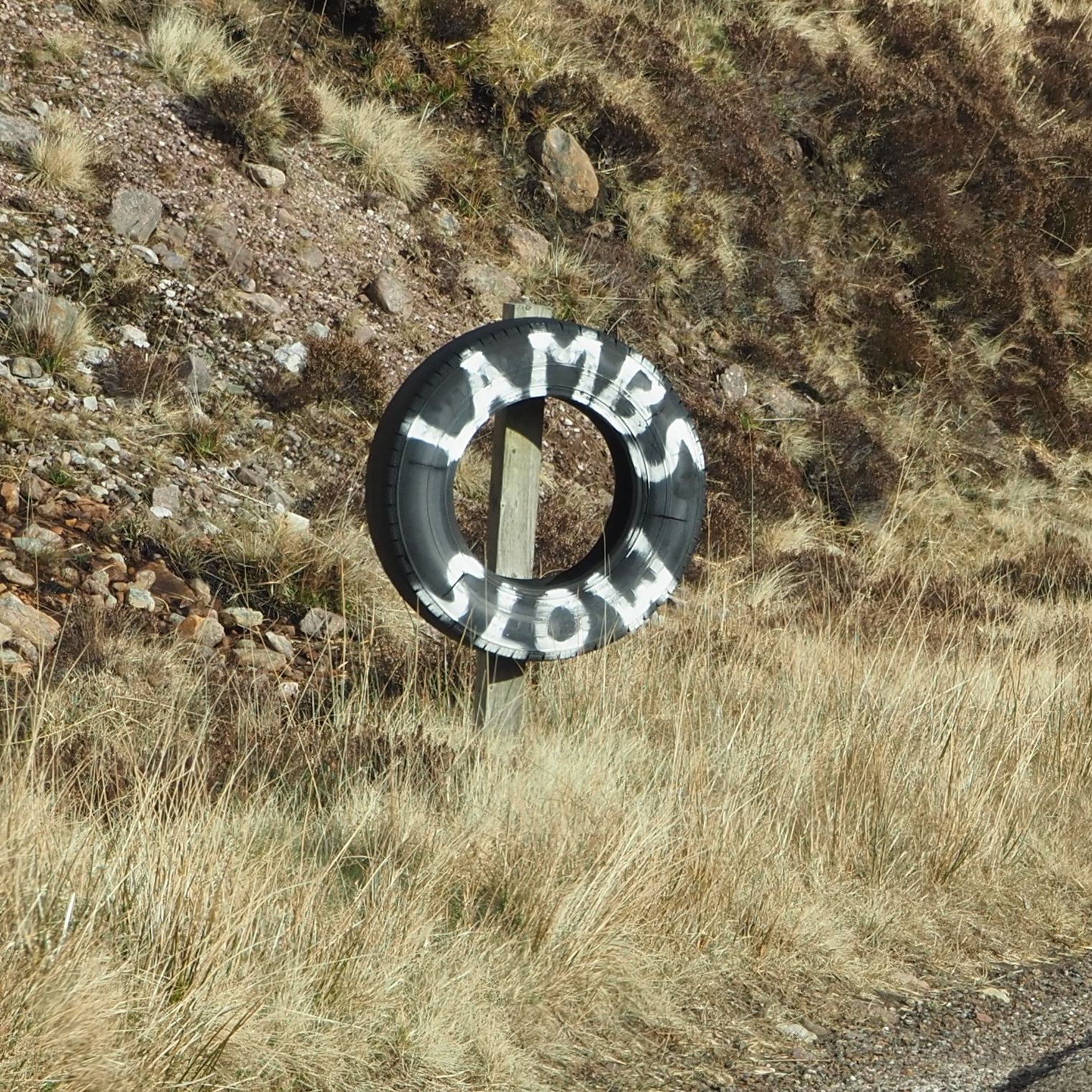 In Schottland bereitet man sich auf die Lämmer-Saison vor und warnt schonmal die Autofahrer.