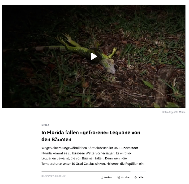 Screenshot: Leguane fallen von den Bäumen