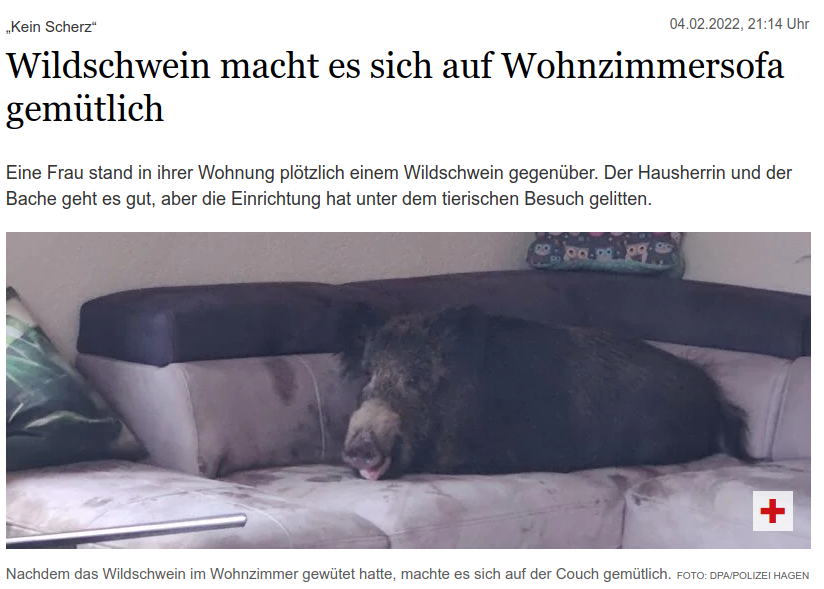 Screenshot: Wildschwein liegt auf einem Sofa