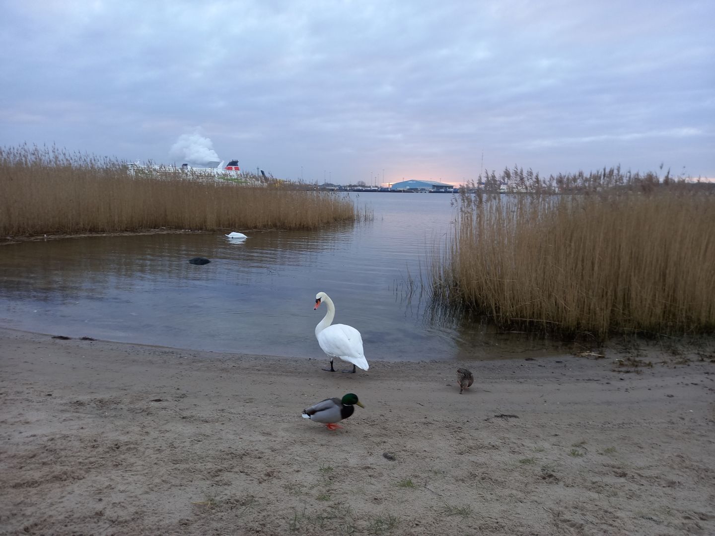 Foto: Enten und Schwäne am Ufer des Flusses