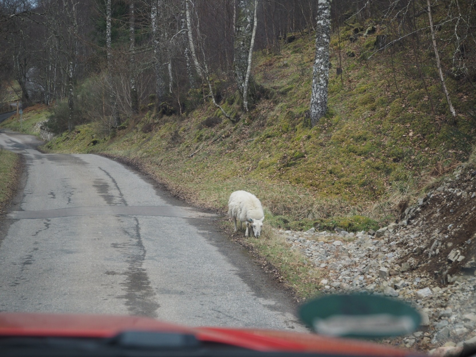 Schaf neben der Straße, Schottland, März 2024